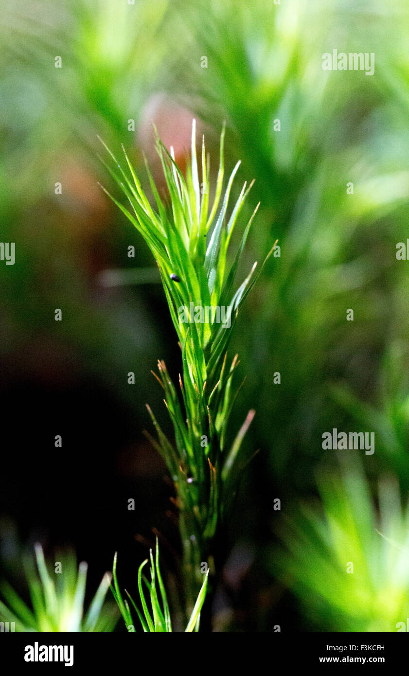 Heide Star Moss Campylopus Introflexus Makro Stockfoto
