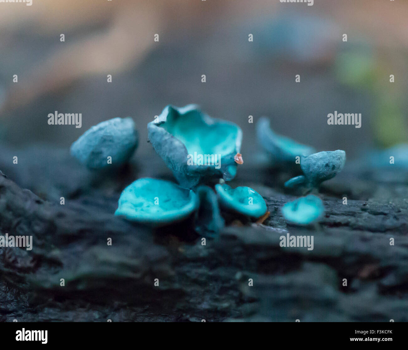 Green Elf Cup Chlorociboria Aeruginascens Stockfoto