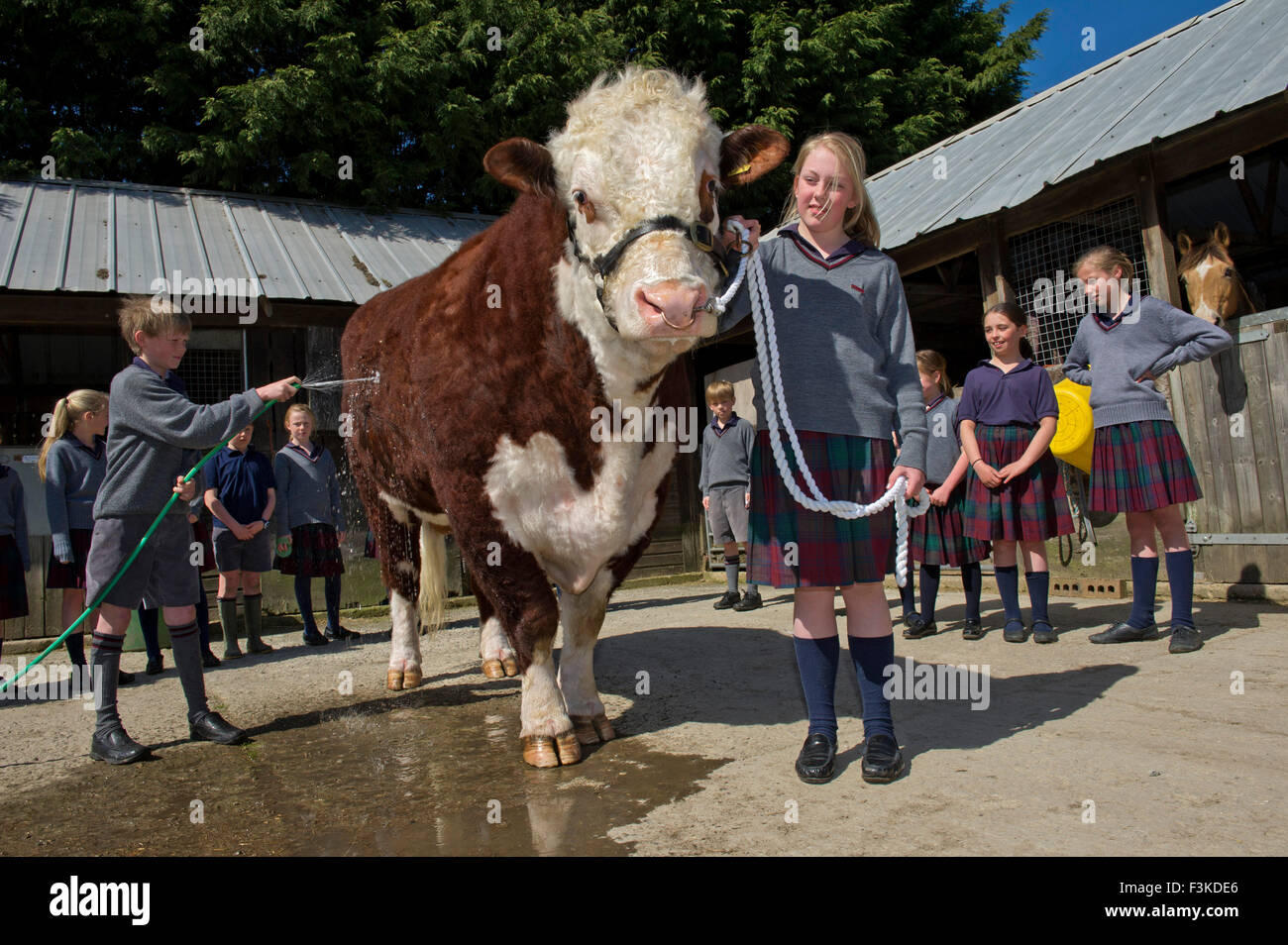 Die Ulmen Schule, Malvern, eine koedukative, unabhängige, Internat, vorbereitende Schule, mit einem angeschlossenen Bauernhof. ein UK-Kinder-Stier Stockfoto