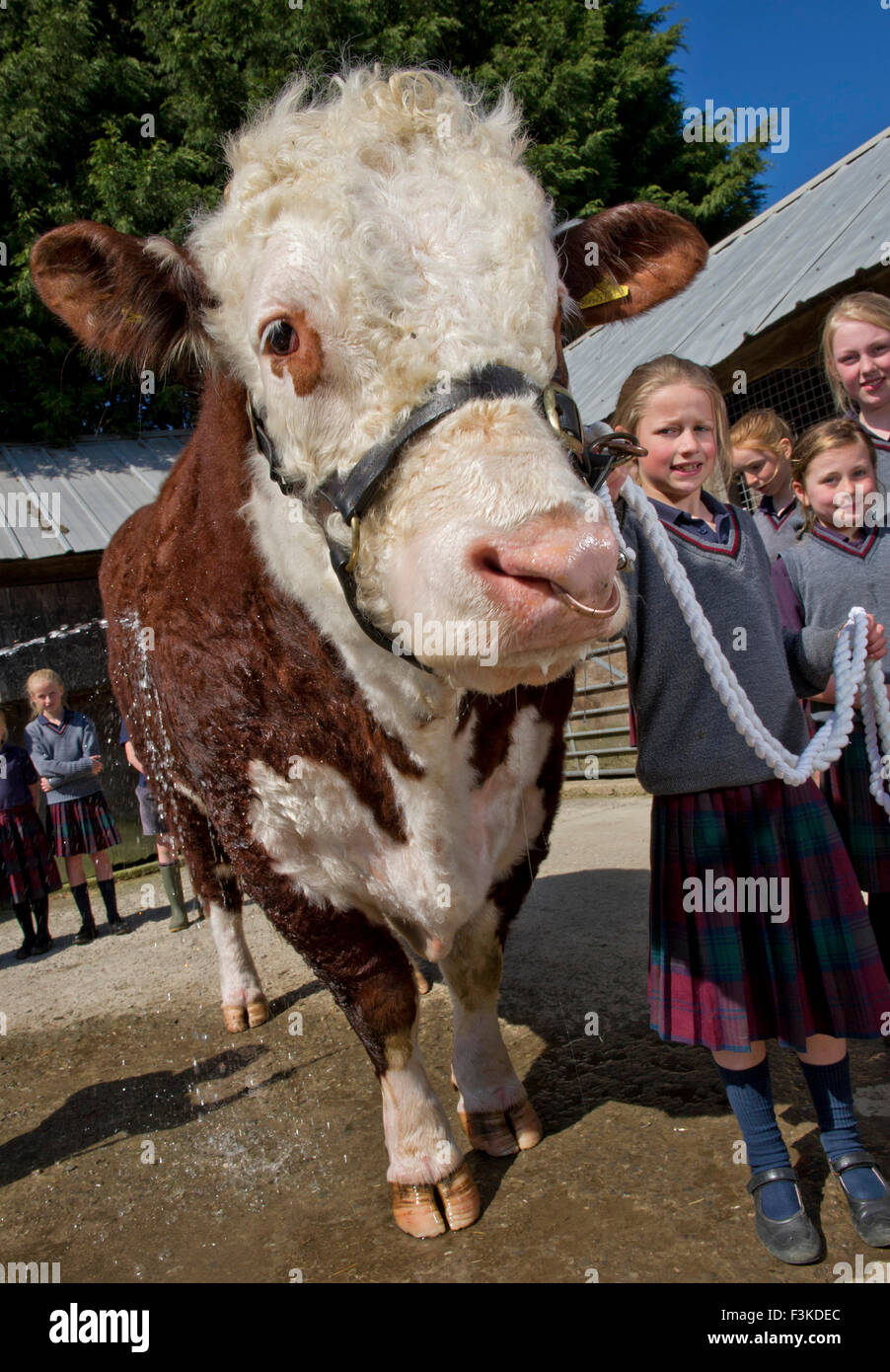 Die Ulmen Schule, Malvern, eine koedukative, unabhängige, Internat, vorbereitende Schule, mit einem angeschlossenen Bauernhof. ein UK-Kinder-Stier Stockfoto