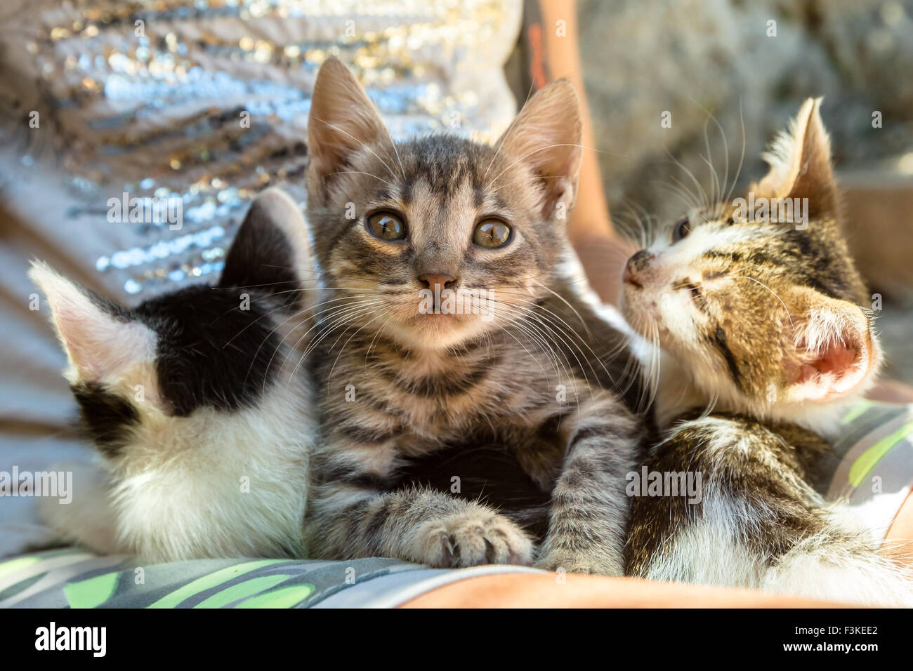 Drei niedliche Kätzchen Stockfoto