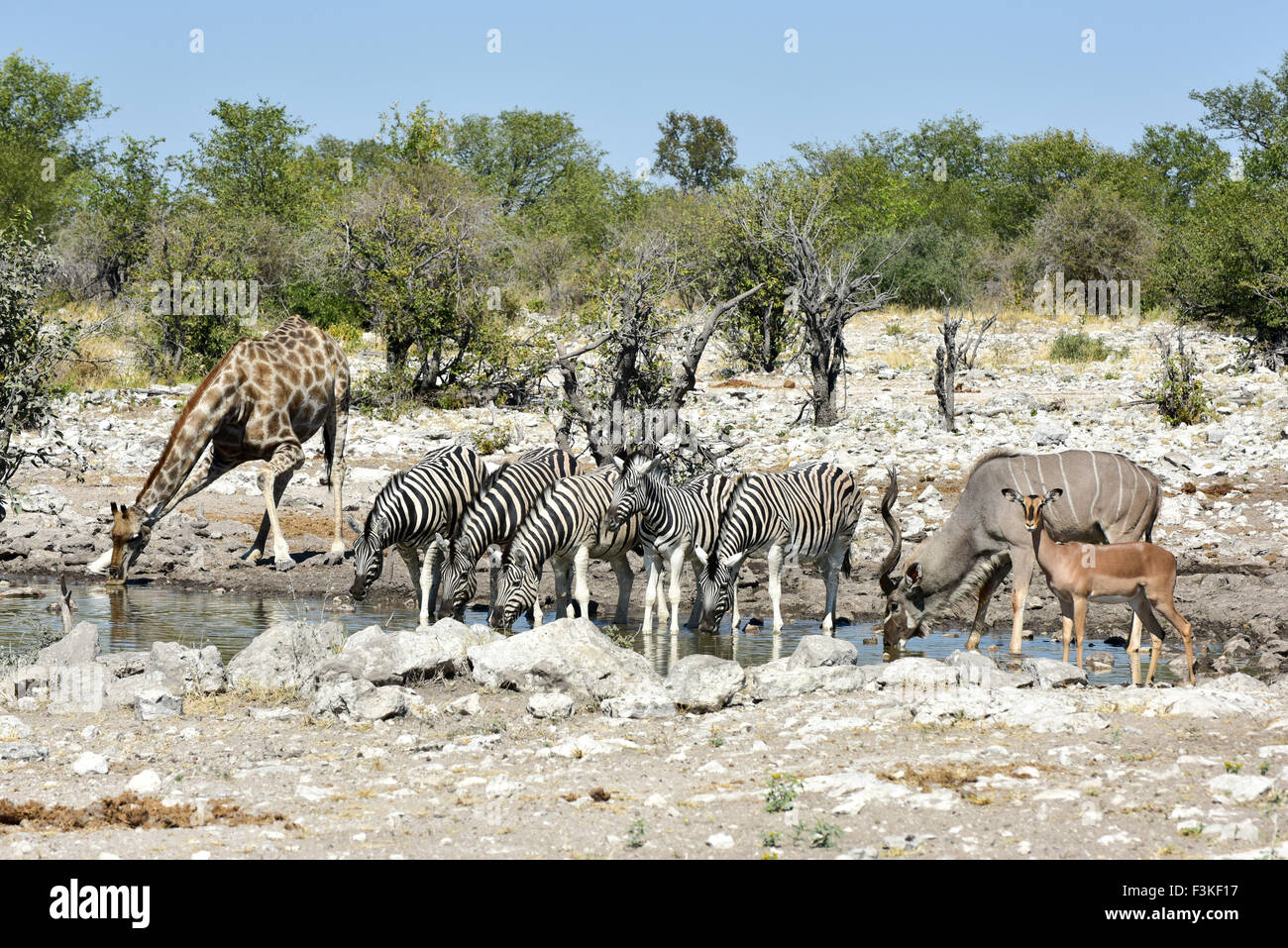 Zebra und Giraffe trinken an einem Wasserloch in freier Wildbahn in Etosha Nationalpark, Namibia, Afrika. Stockfoto