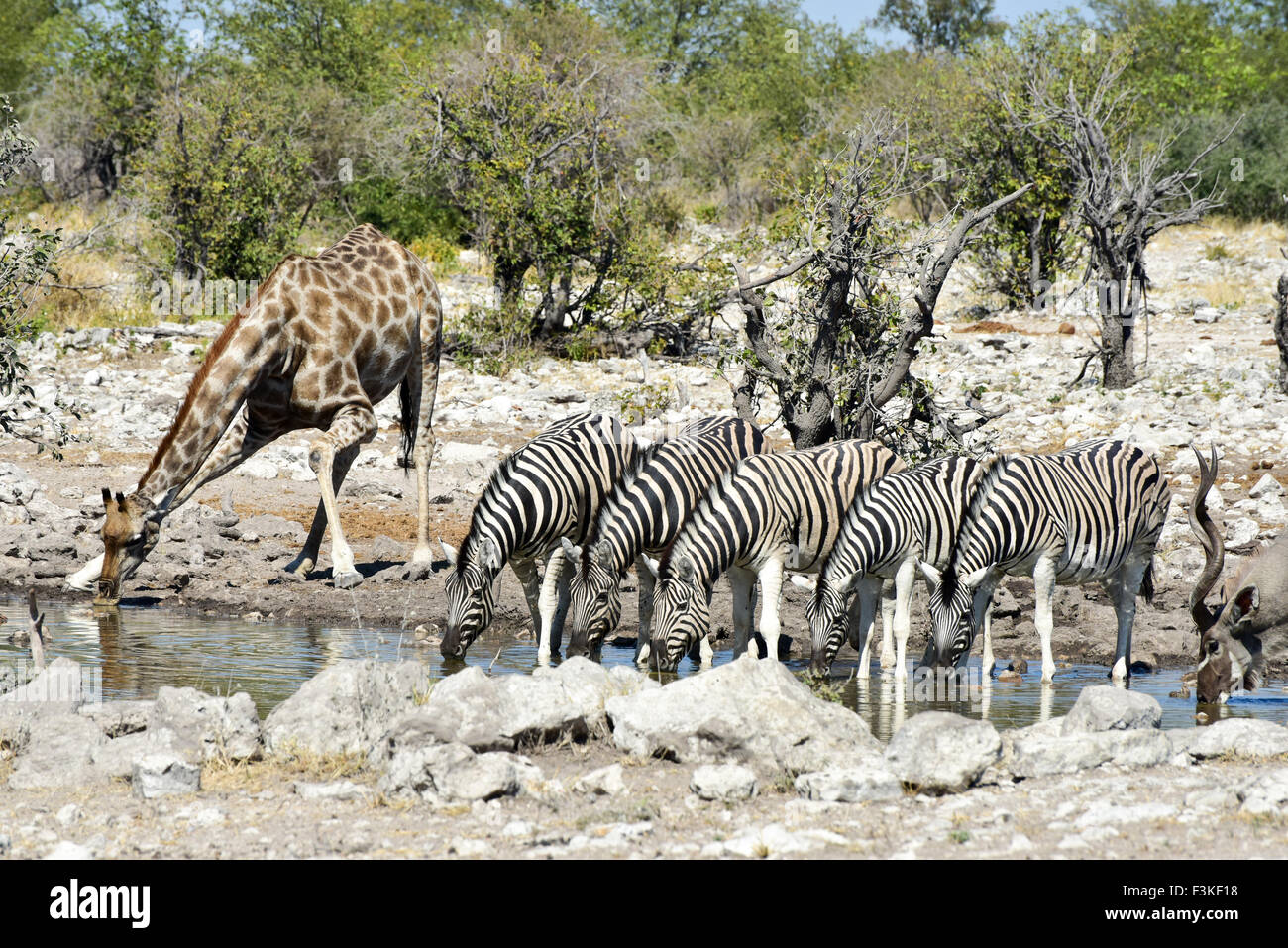Zebra und Giraffe trinken an einem Wasserloch in freier Wildbahn in Etosha Nationalpark, Namibia, Afrika. Stockfoto