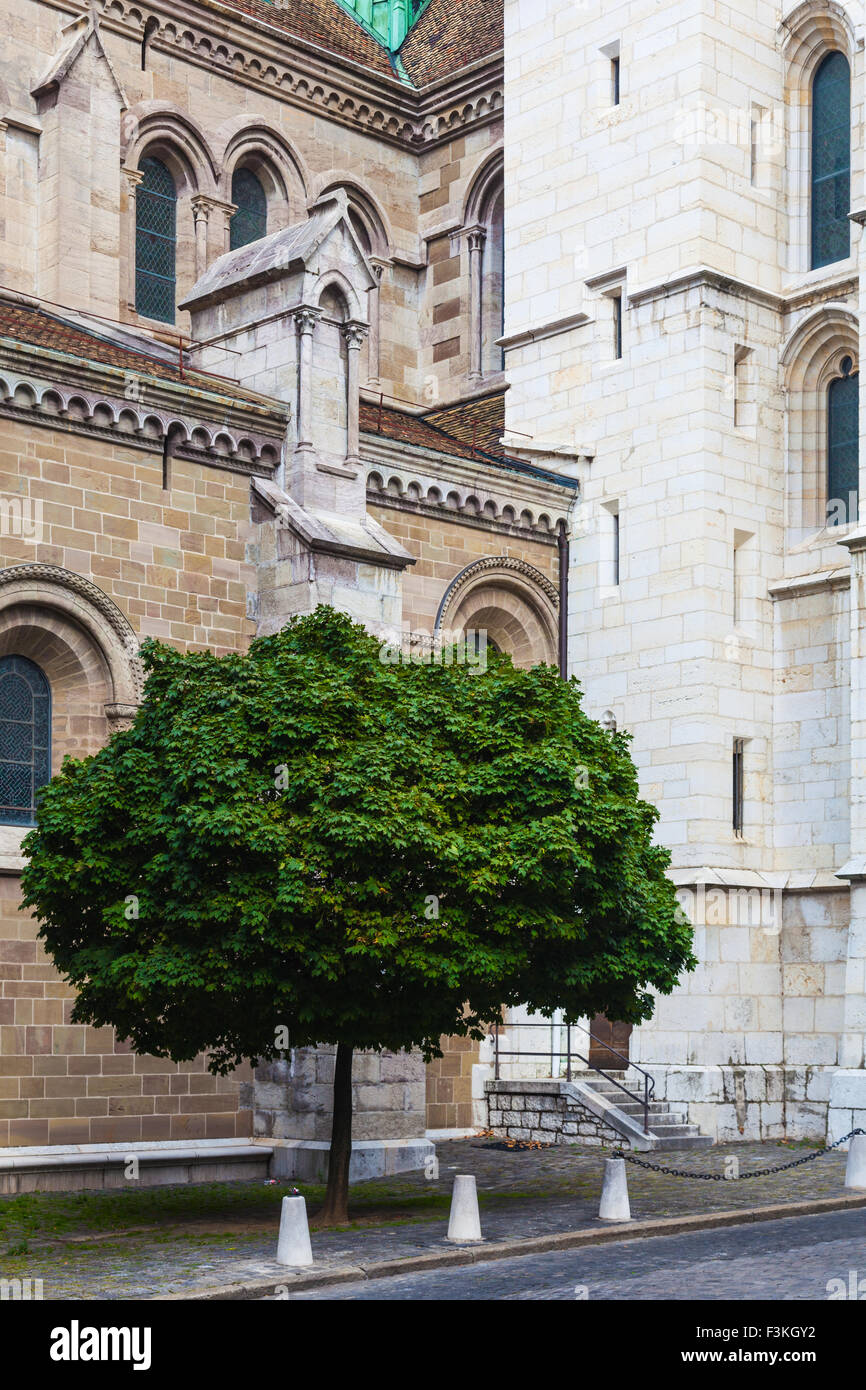 Einsamer Baum durch die Wände der St. Peter Kathedrale in Genf wächst Stockfoto