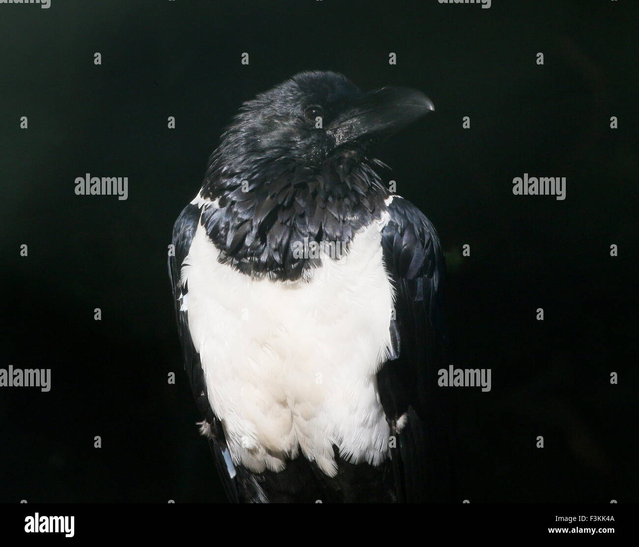 Afrikanische Pied Crow (Corvus Albus), eine kleine Krähe mittlere Rabe in Afrika südlich der Sahara heimisch Stockfoto