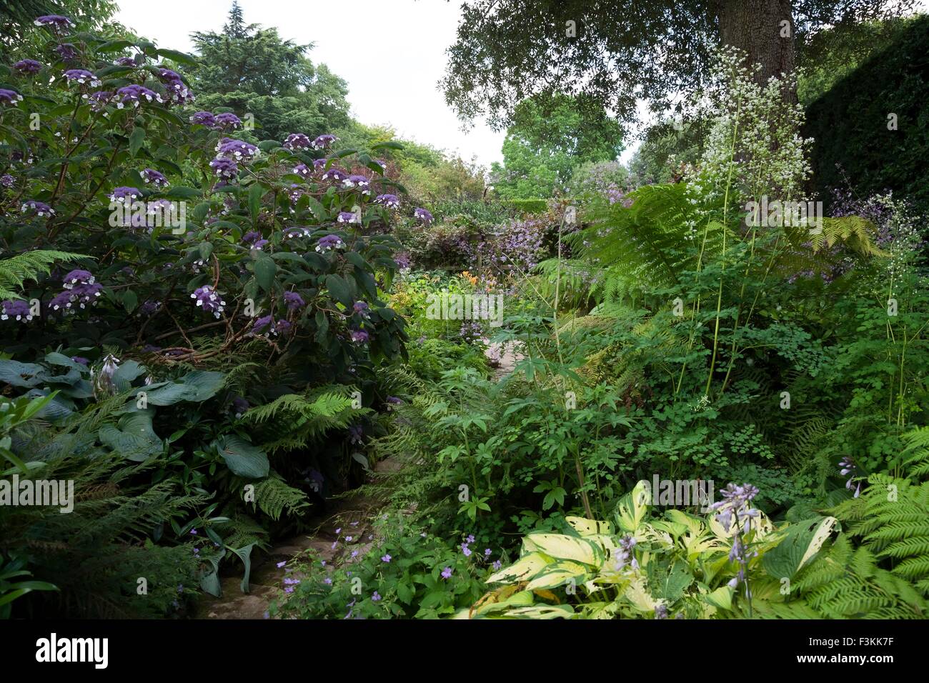 Wald-Garten mit Hortensien, England Stockfoto