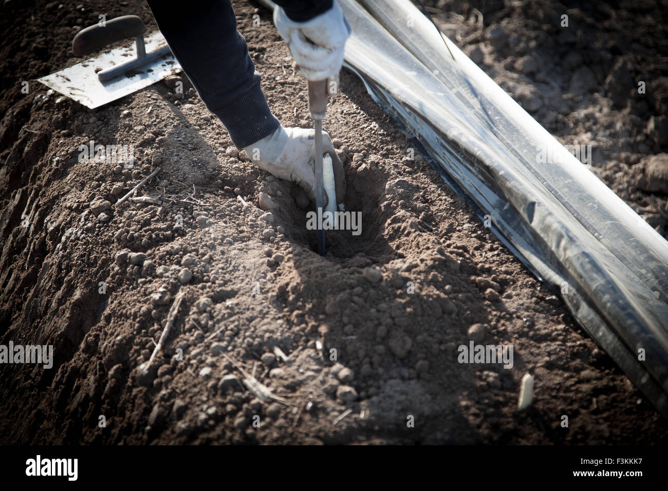 Agentur Arbeitnehmer schneiden Spargel auf Feld Stockfoto