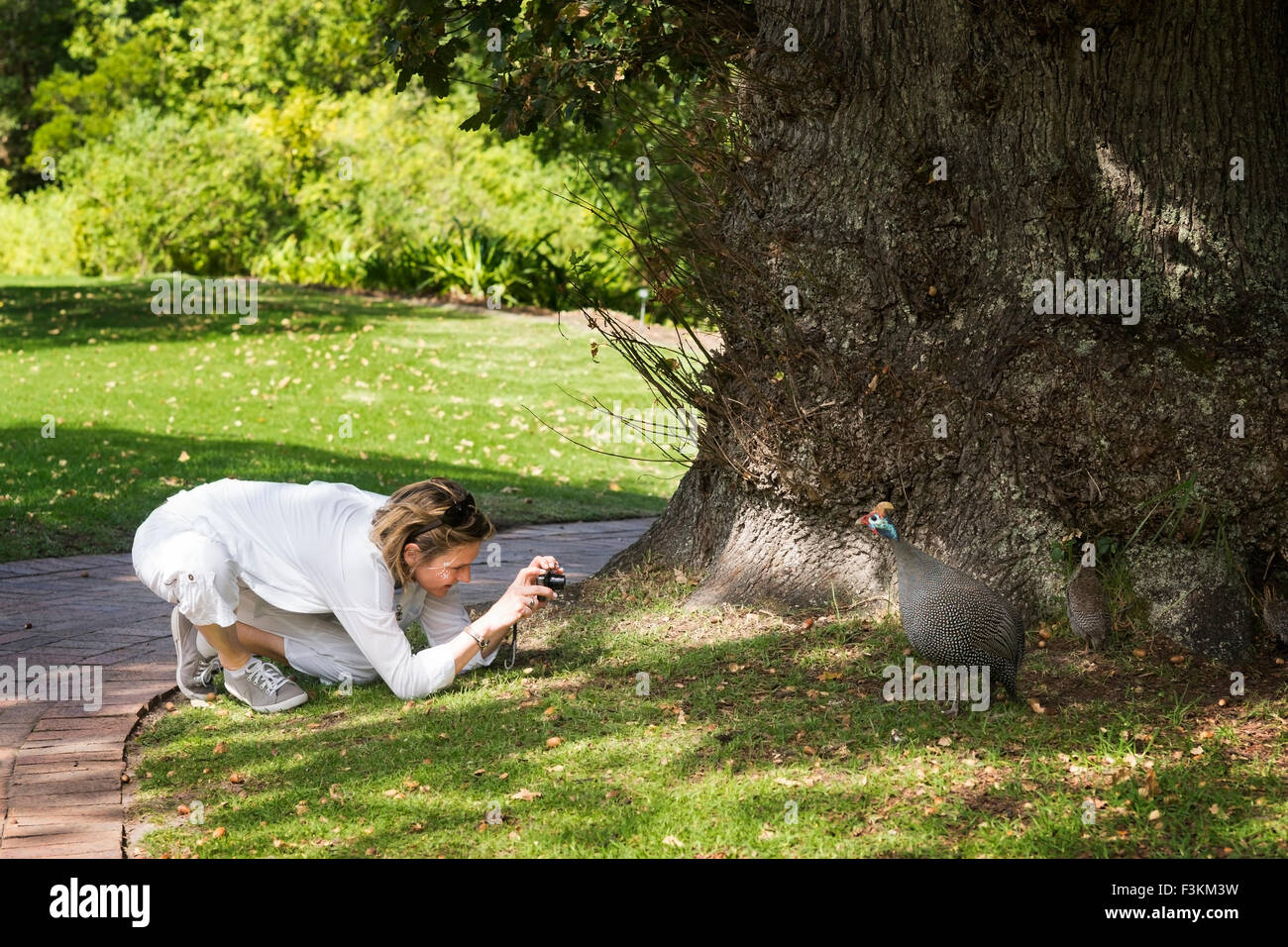 Weibliche Touristen hockt am Boden zu fotografieren, ein Perlhuhn, Kirstenbosch National Botanical Garden, Kapstadt, Südafrika Stockfoto