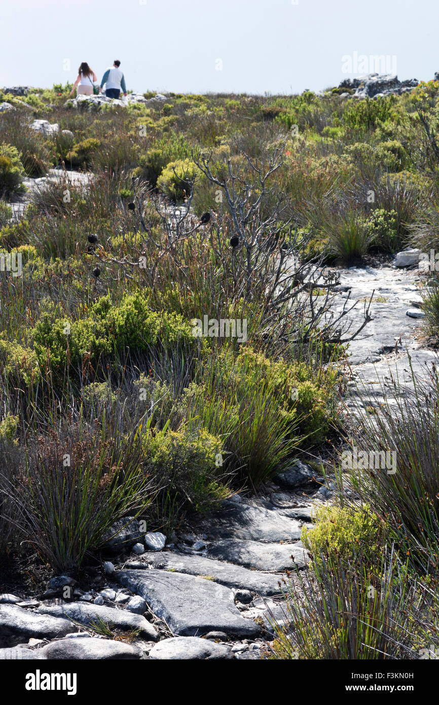 Wanderer in der Ferne auf den felsigen Klipsinger trail auf Table Mountain National Park, Kapstadt, Südafrika Stockfoto