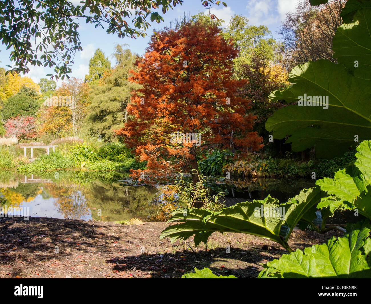 Herbst Blick auf den Teich an Sir Harold Hillier Gärten mit herrlichen Farbe auf Sumpf Zypresse (Taxodium Distichum). Stockfoto