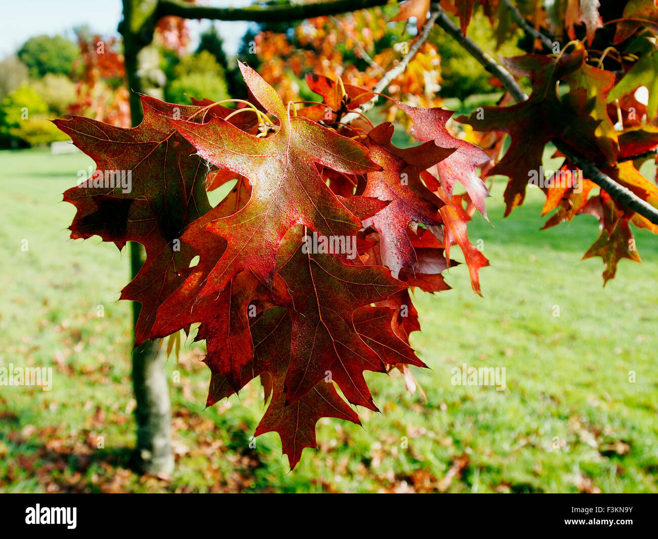 Quercus Palustris Pendel oder "Sumpf-Eiche", "Pin Oak" oder Sumpf spanische Eiche Blätter im Herbst. Stockfoto