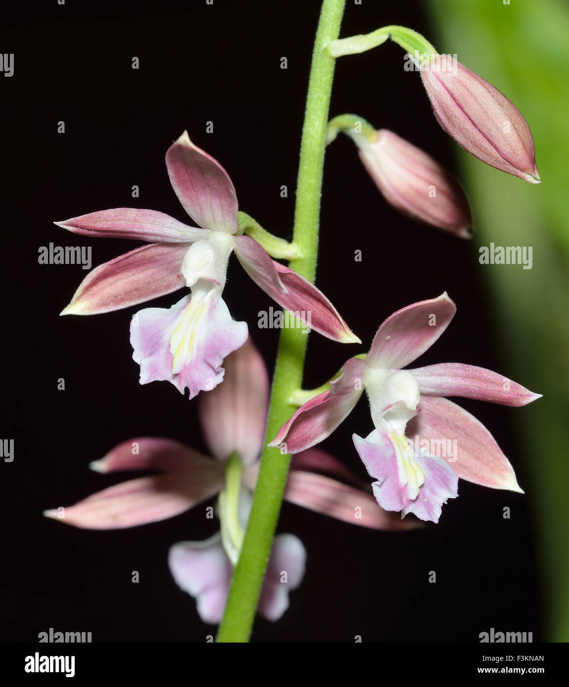 Kurze Spurred Calanthe Orchidee - Calanthe Brevicornu aus dem Himalaya Stockfoto