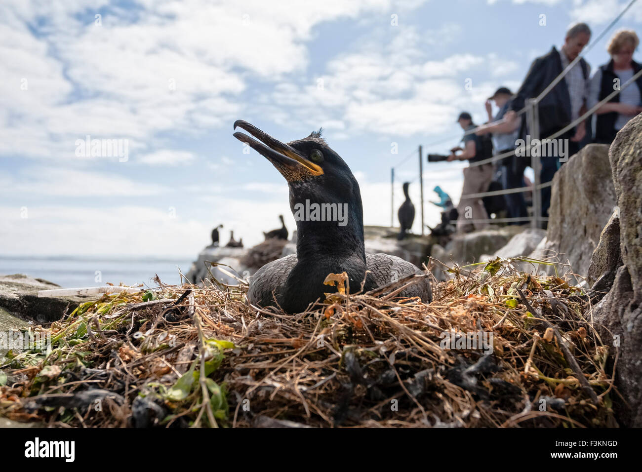Gemeinsamen Shag (Phalacrocorax Aristotelis), Verschachtelung von Gehweg, Inner Farne, Northumberland, UK Stockfoto
