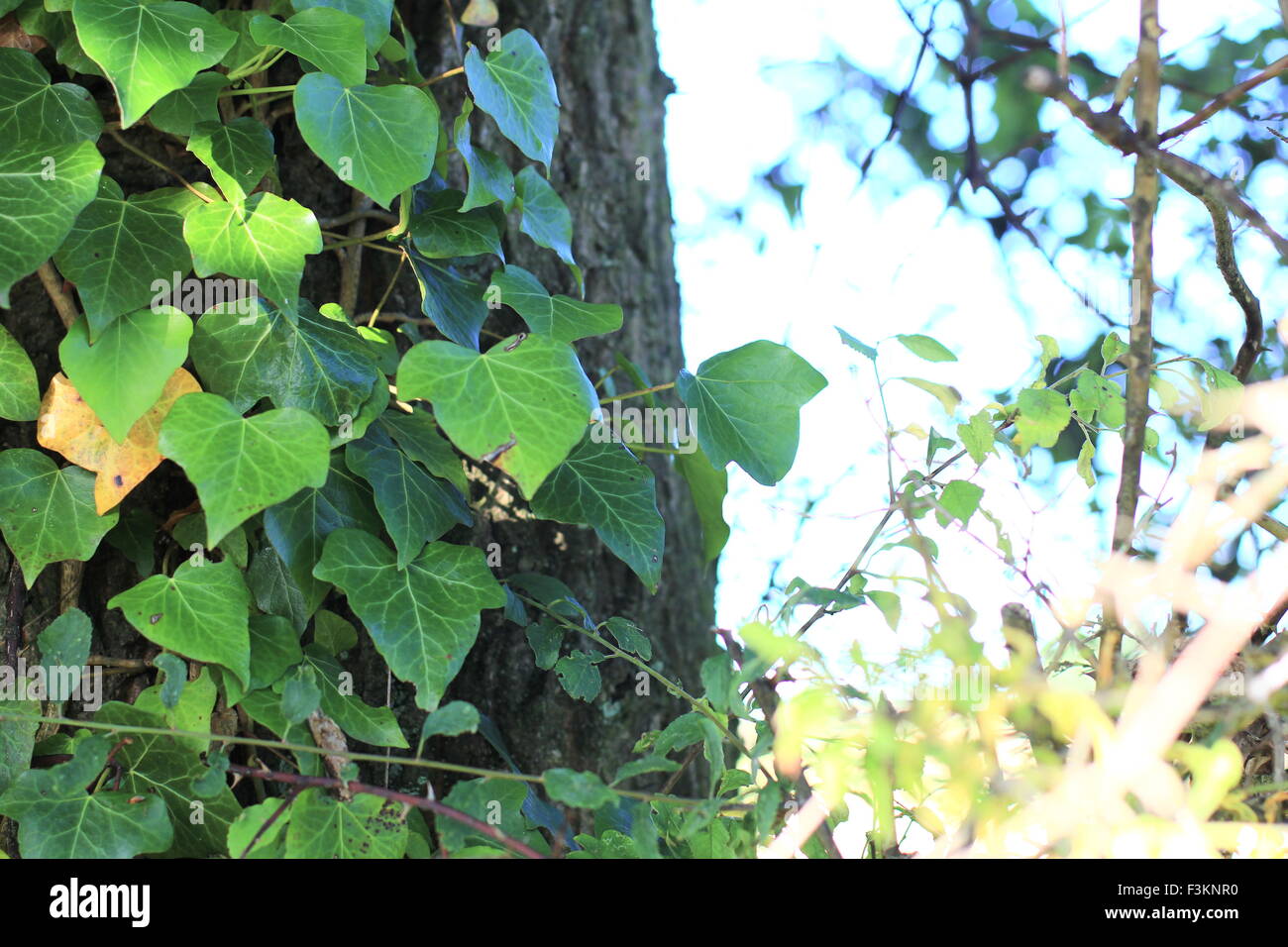 Natürlichen grünen Efeu Blätter streichelt eine Eiche, mellow Saison. Stockfoto