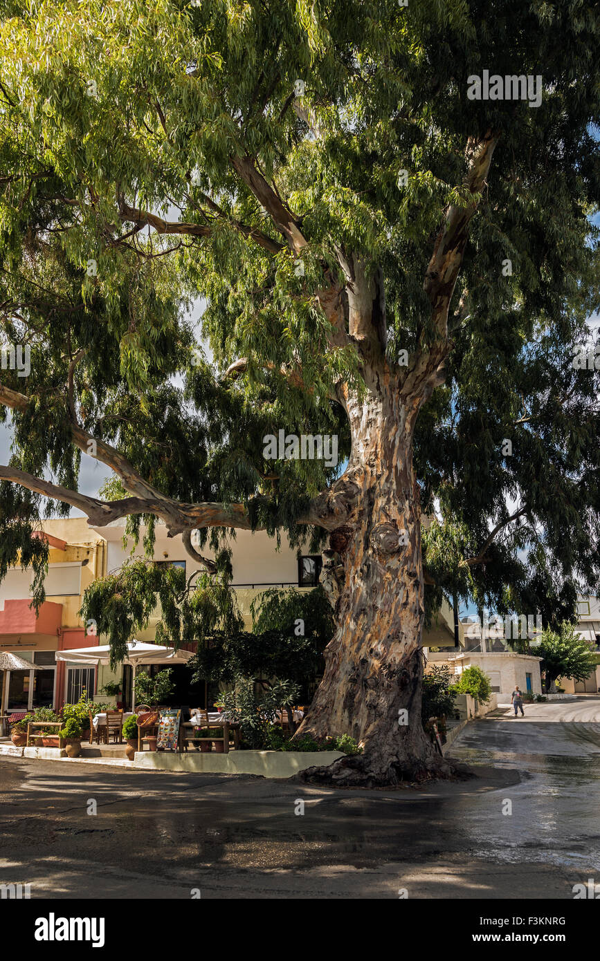 Kaloudiana Dorf, Crete. Stockfoto