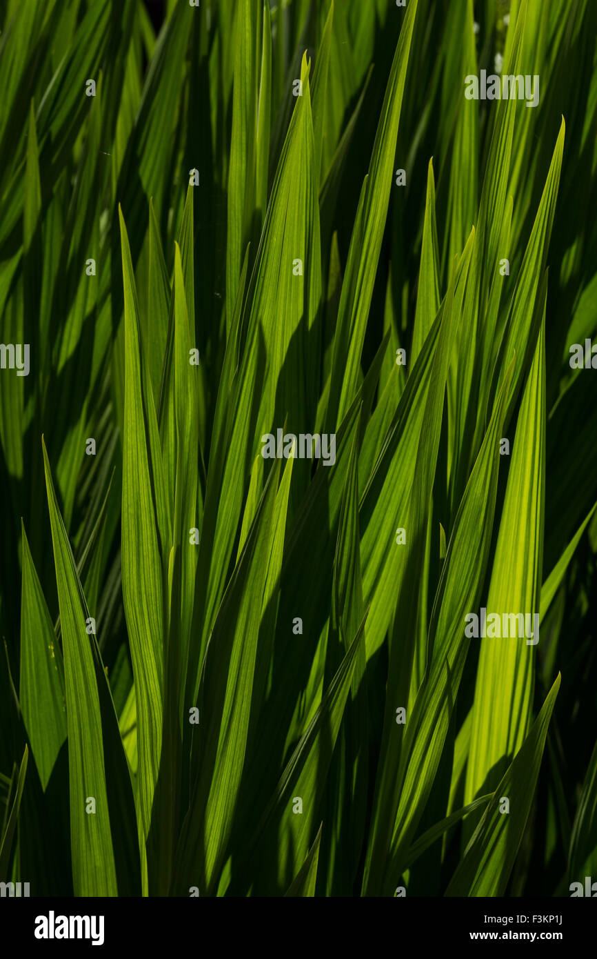 Grashalme, Blätter in einen englischen Garten Stockfoto