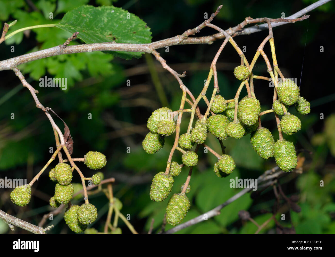 Graue Erlenzäpfchen - Alnus incana Stockfoto