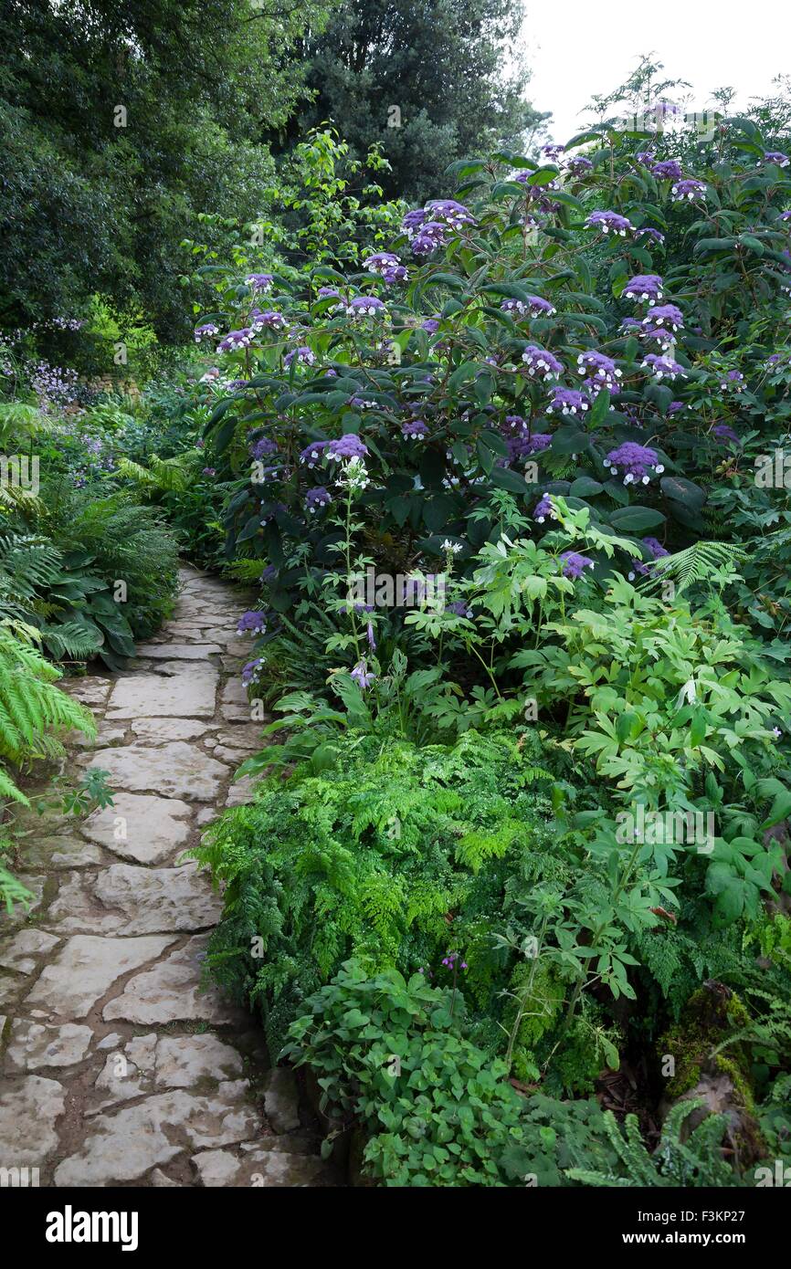 Der Weg schlängelt sich durch Wald Garten mit Hortensien, England. Stockfoto