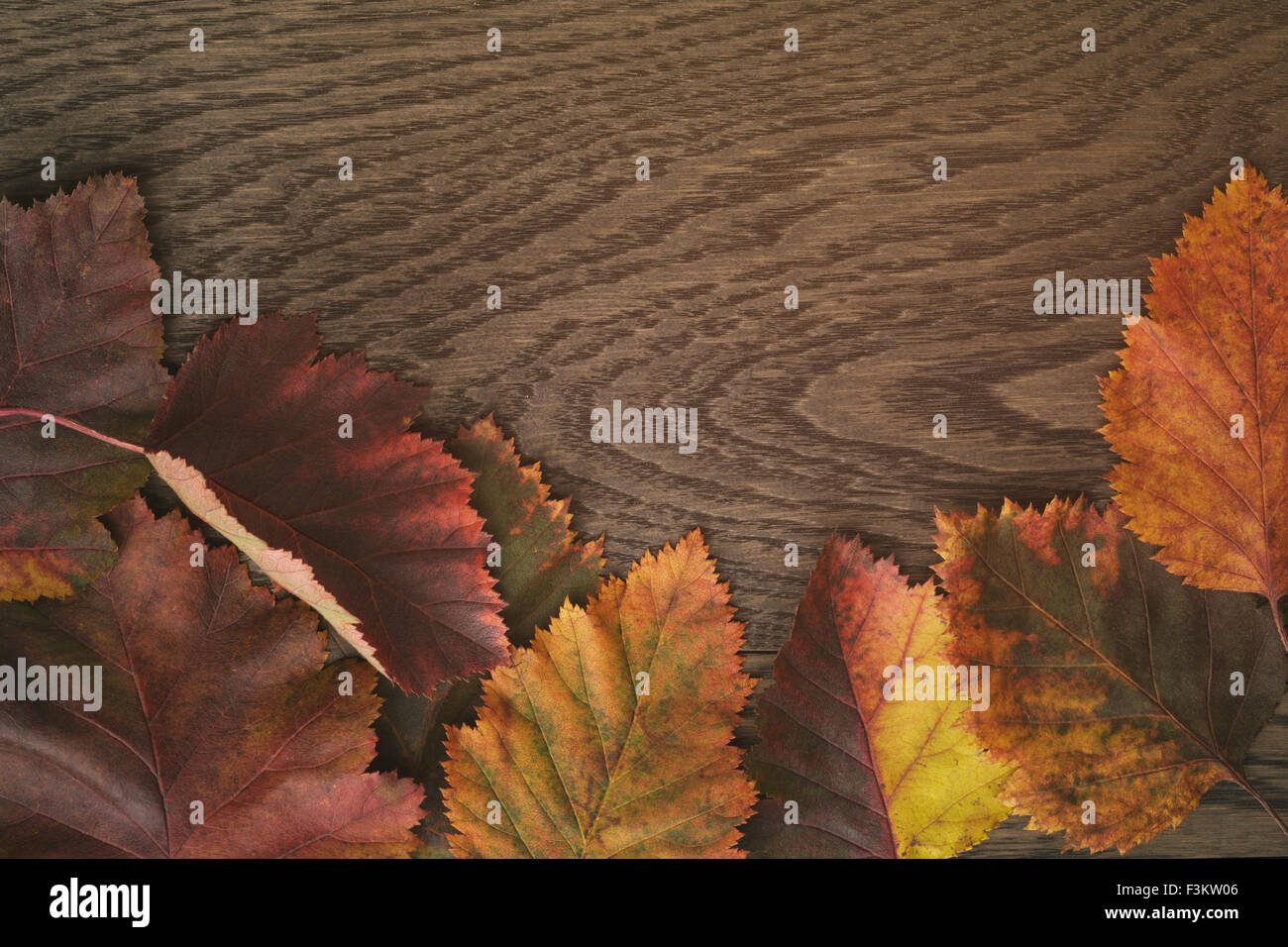 Herbst Weißdorn Blätter direkt von oben Stockfoto