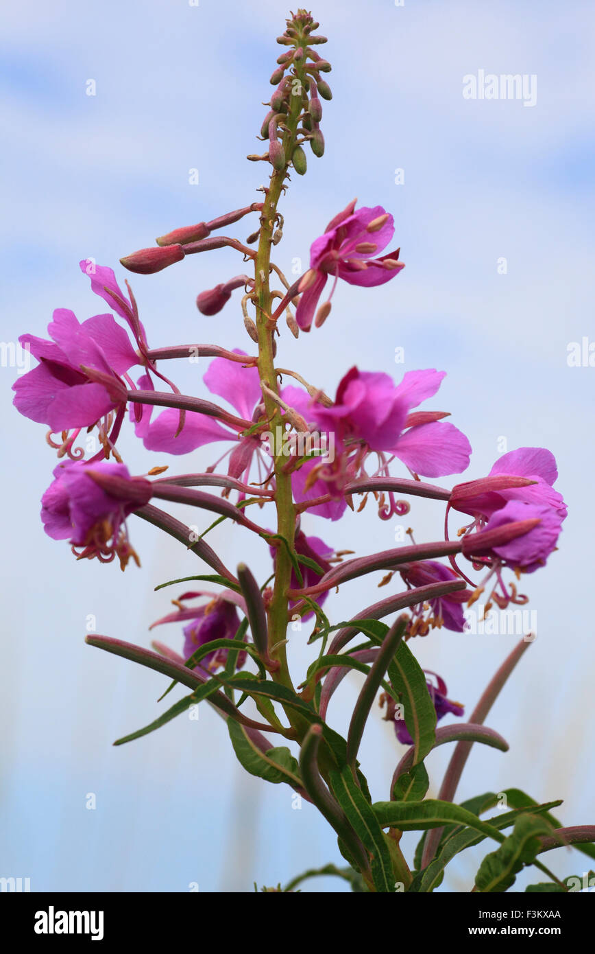 Chamerion Angustifolium, Rosebay Weidenröschen. Stockfoto