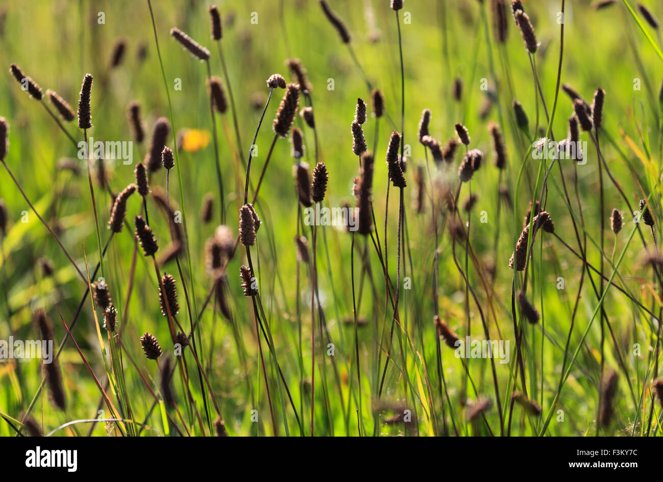 Gräser und Samenköpfe im sonnigen Wiese. Stockfoto