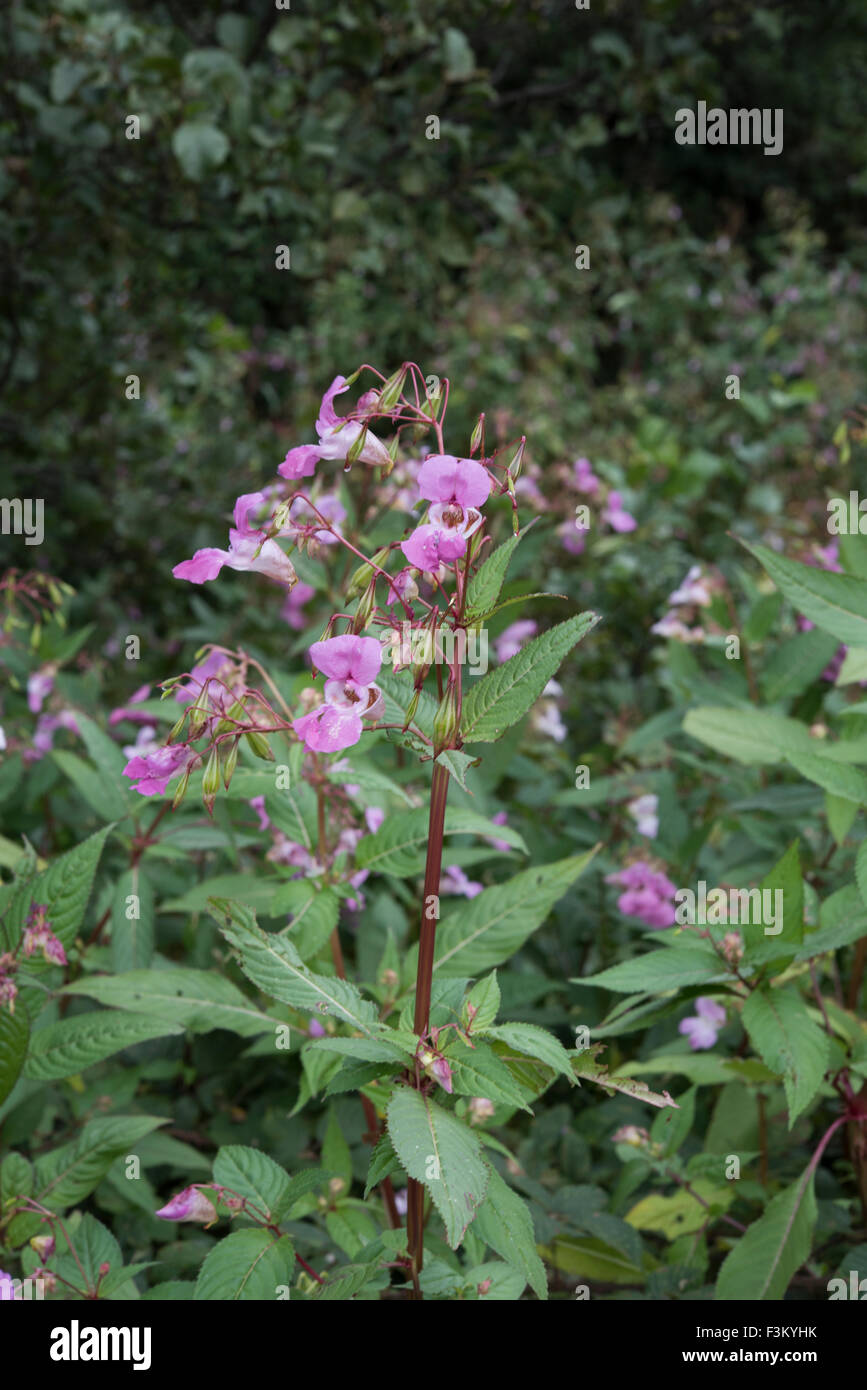 Impatiens Glandulifera, Drüsige Springkraut wächst neben River Mole, Surrey, UK. Juni. Stockfoto