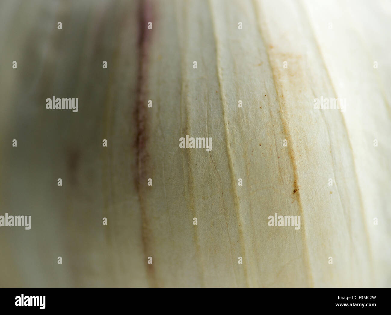 Nahaufnahme Makro von Knoblauch Knoblauchzehe schälen mit feinen Details Stockfoto