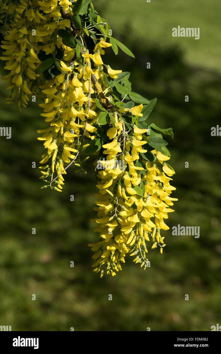 Laburnum Anagyroides, gemeinsame Goldregen wächst auf einem Hügel in Surrey, UK. Mai. Stockfoto