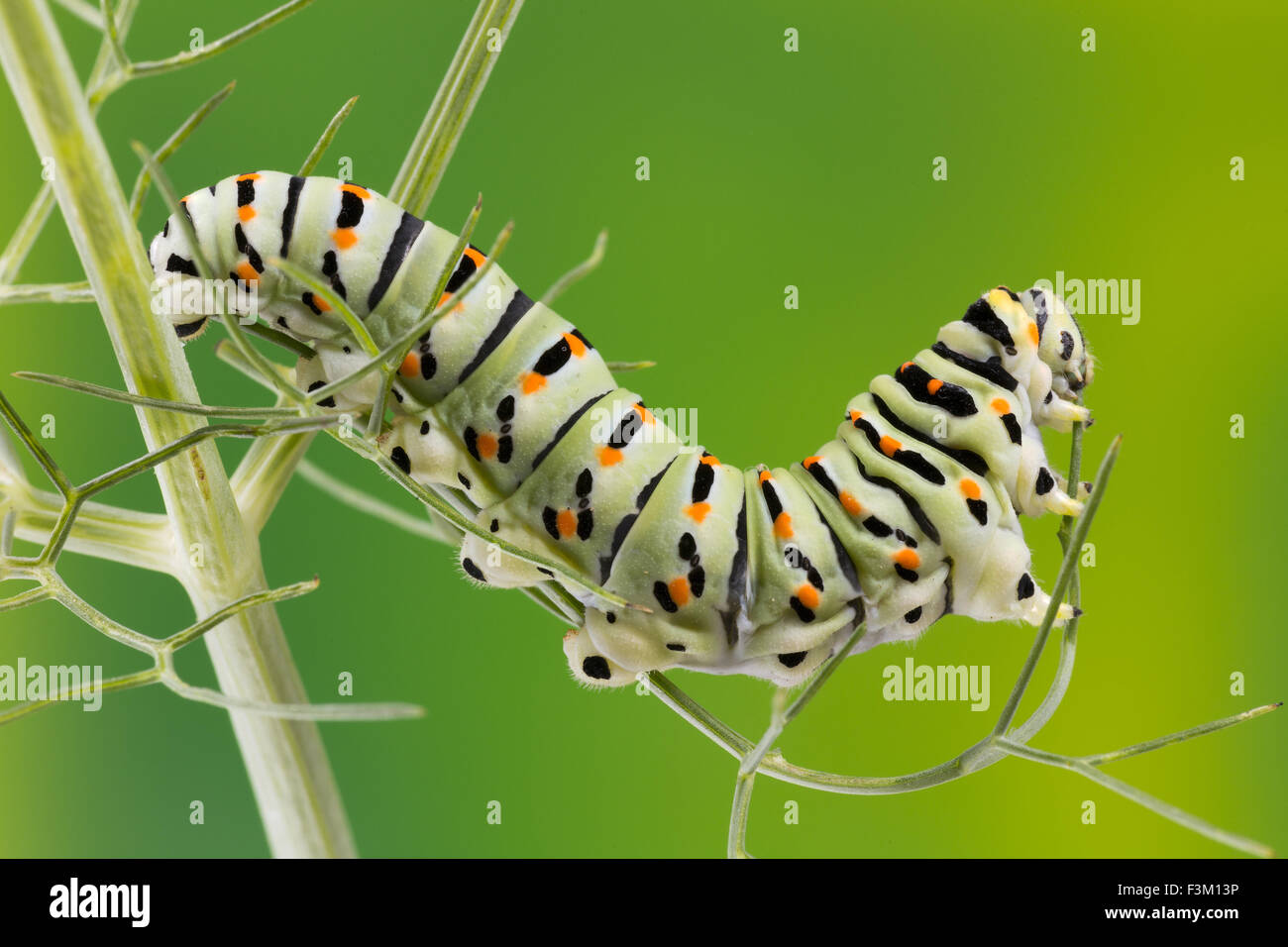 Raupe Des Maltesischen Schwalbenschwanz Schmetterling Essen