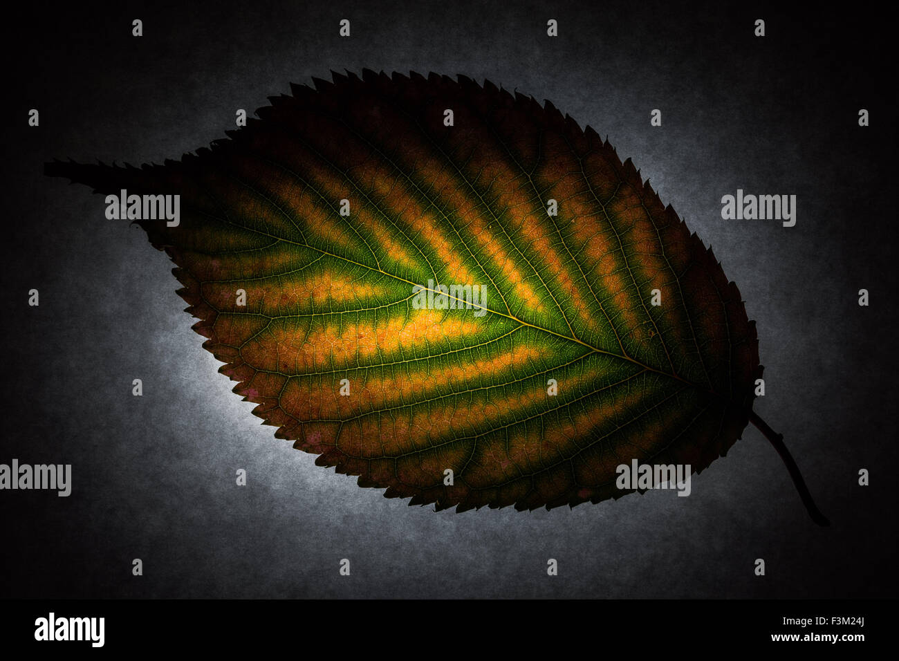 London, UK. 9. Oktober 2015.  Reiche Farben der Blätter im Herbst Forstwirtschaft in Nahaufnahme Makro Credit: Guy Corbishley/Alamy Live News Stockfoto