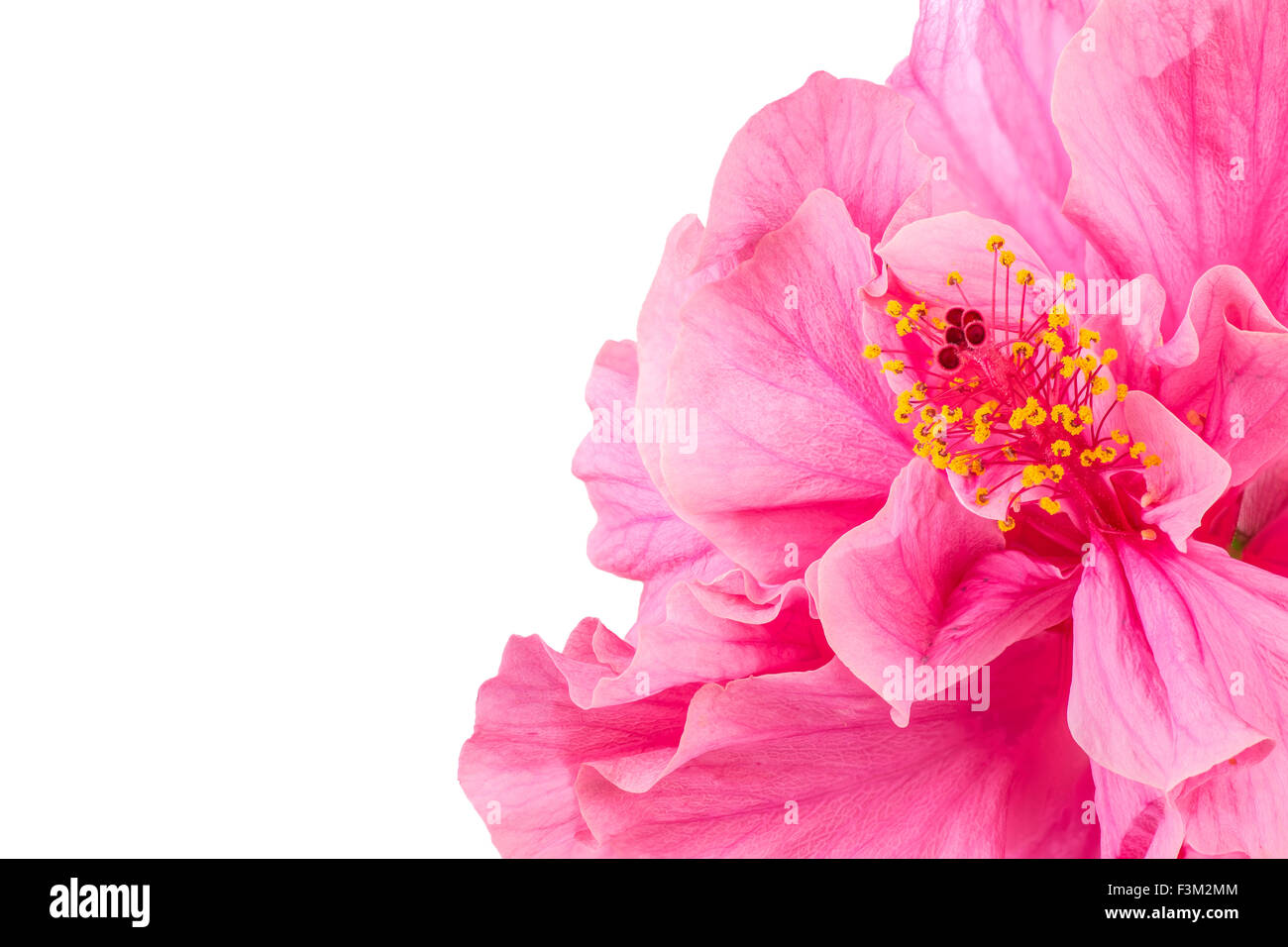 Nahaufnahme von schönen rosa Hibiskus Blume mit Exemplar Stockfoto