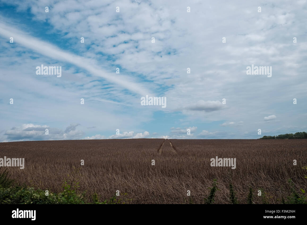 Mohnfeld reif für die Ernte Stockfoto