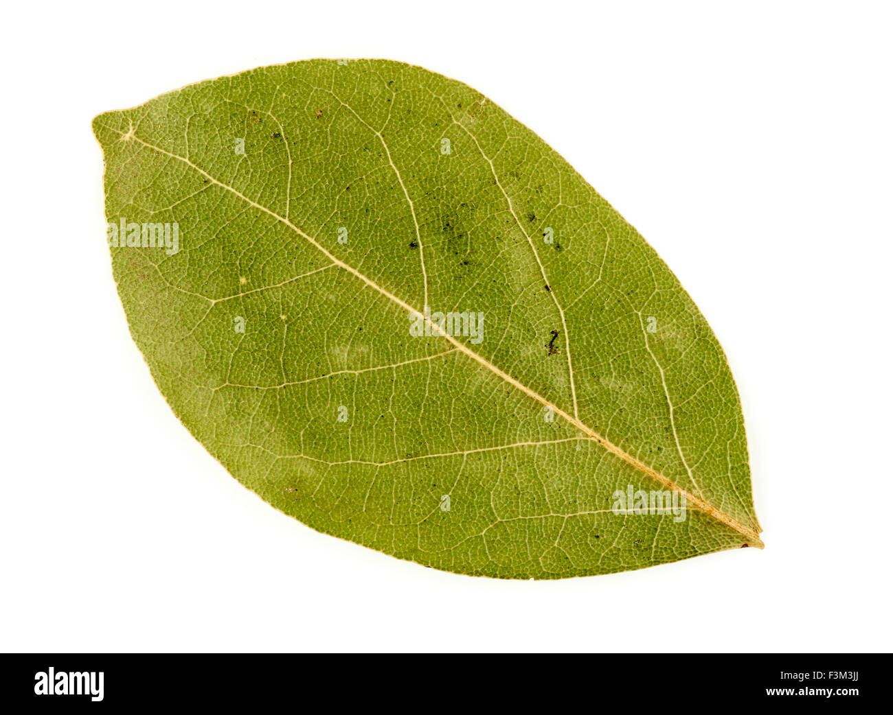 Makro Nahaufnahme getrocknete Lorbeerblatt Stockfoto