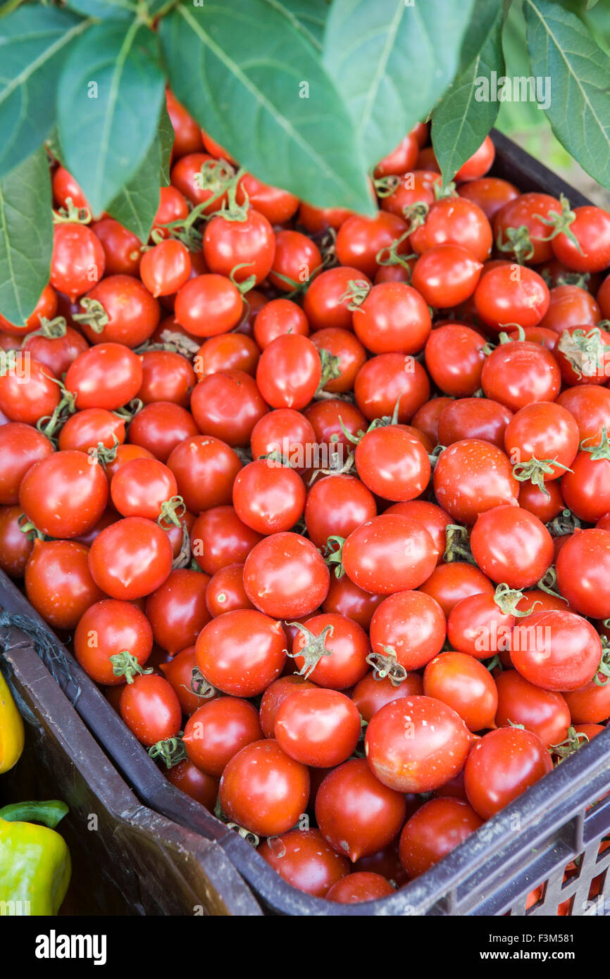 Bio Cherry-Tomaten zum Verkauf Stockfoto