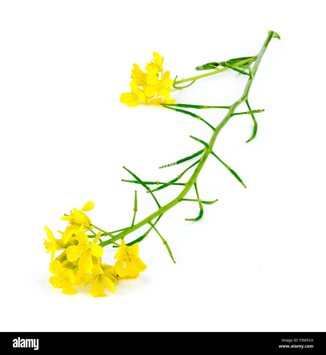 Makro Nahaufnahme von natürlichen gelben Senf Wildpflanze Stockfoto