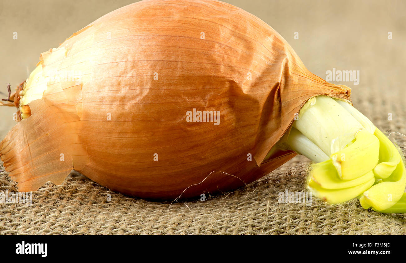 Extreme Makro Nahaufnahme einer Zwiebel auf einem Leinensack Stockfoto