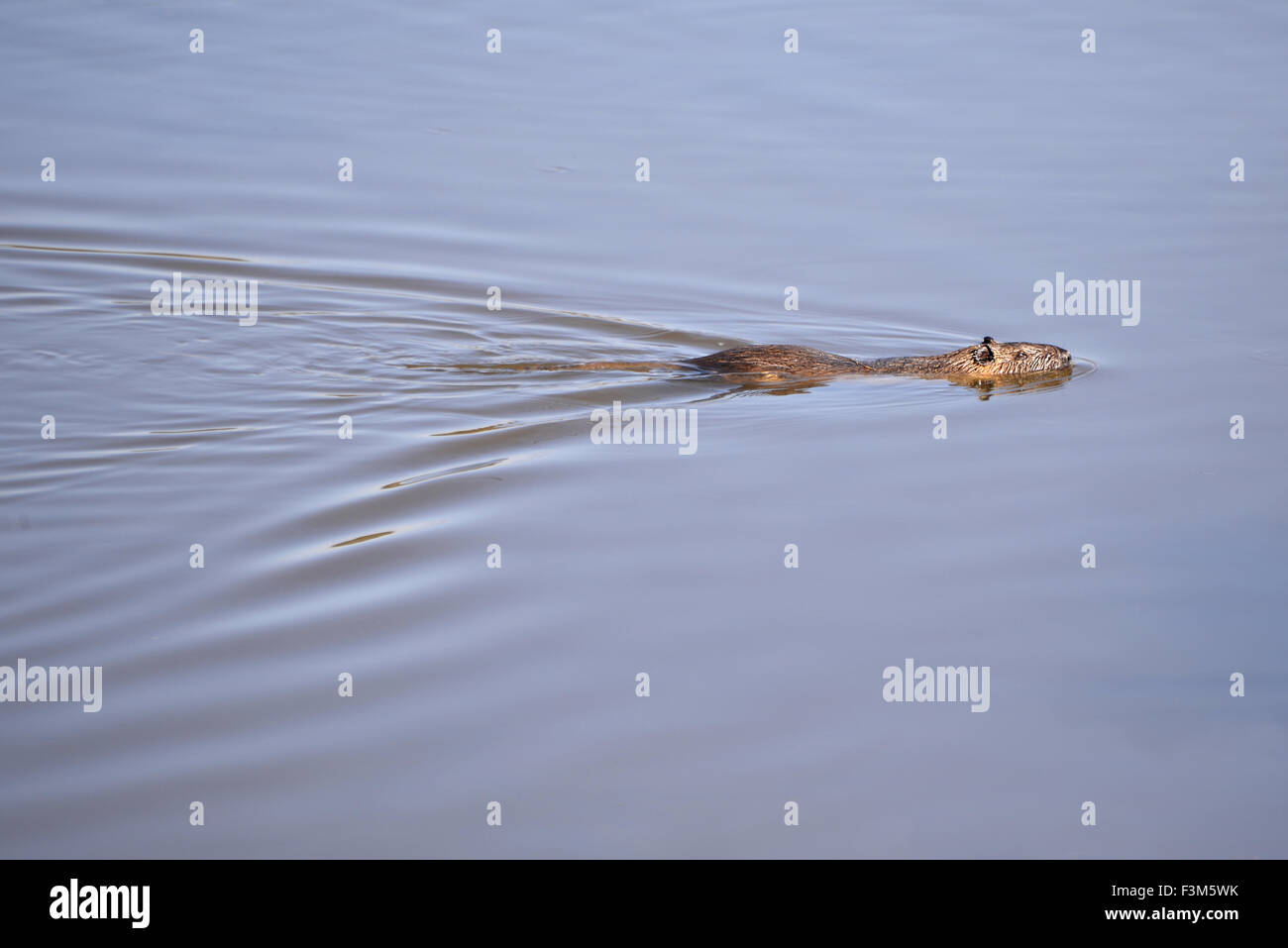 Braune ratte schwimmen Fotos und Bildmaterial in hoher Auflösung Alamy