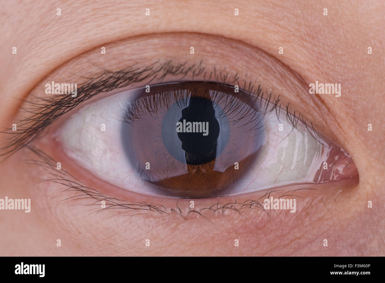 Eine echte 1:1 Makro-Aufnahme des braunen Auge einer Frau. Stockfoto