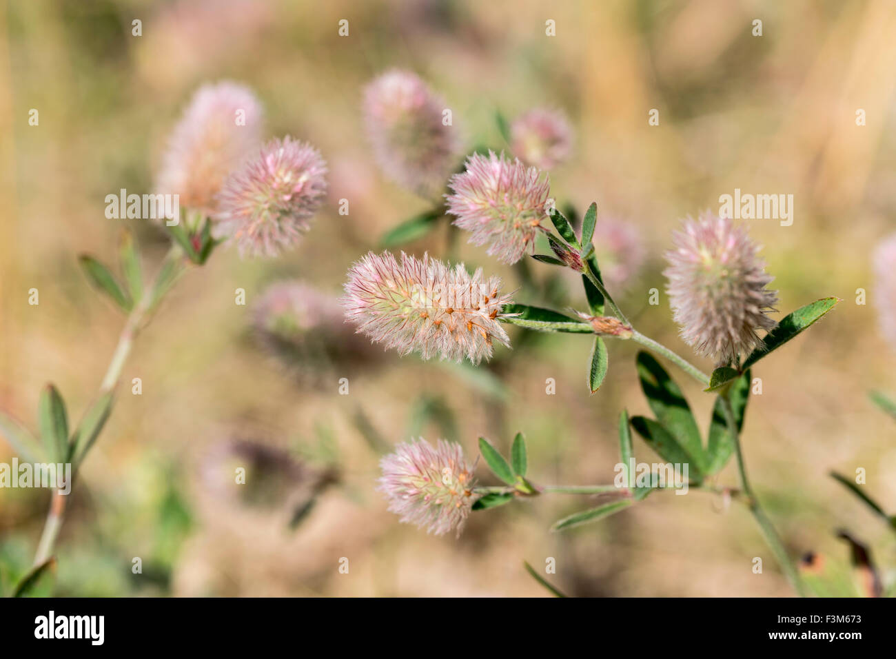 Hares Fuß Klee Trifolium arvense Stockfoto