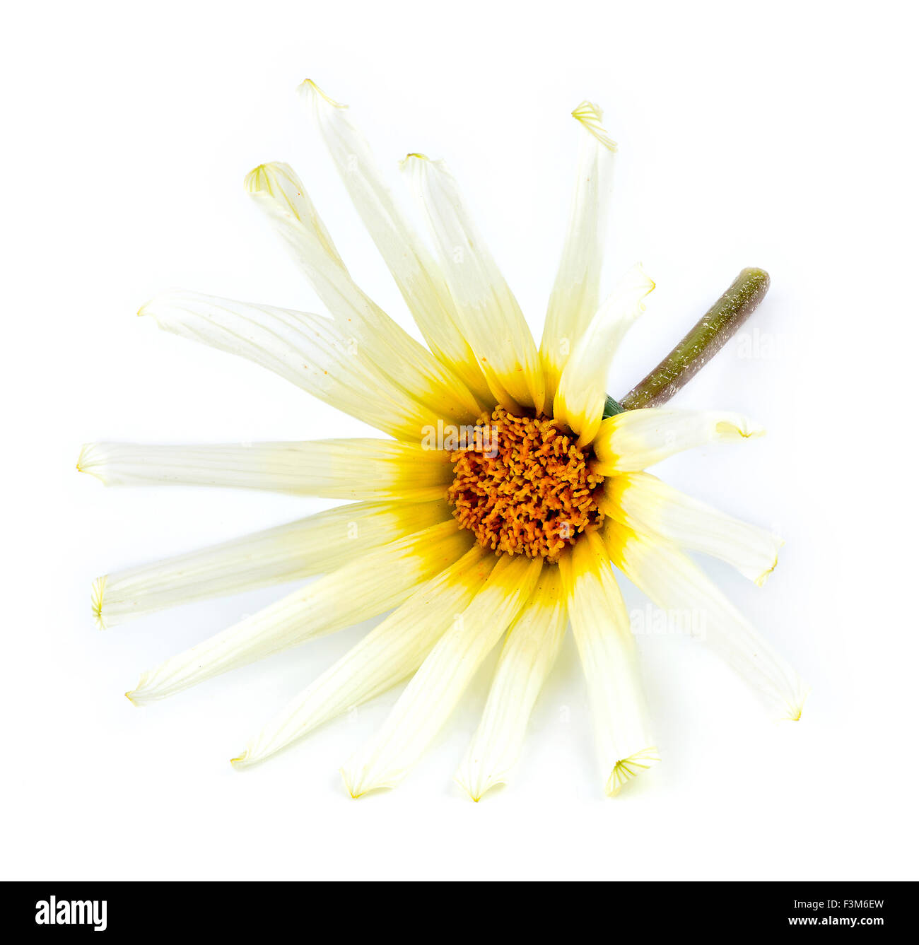 Vorderseite Makro Asteraceae Daisy Blume vor einem weißen Hintergrund Stockfoto