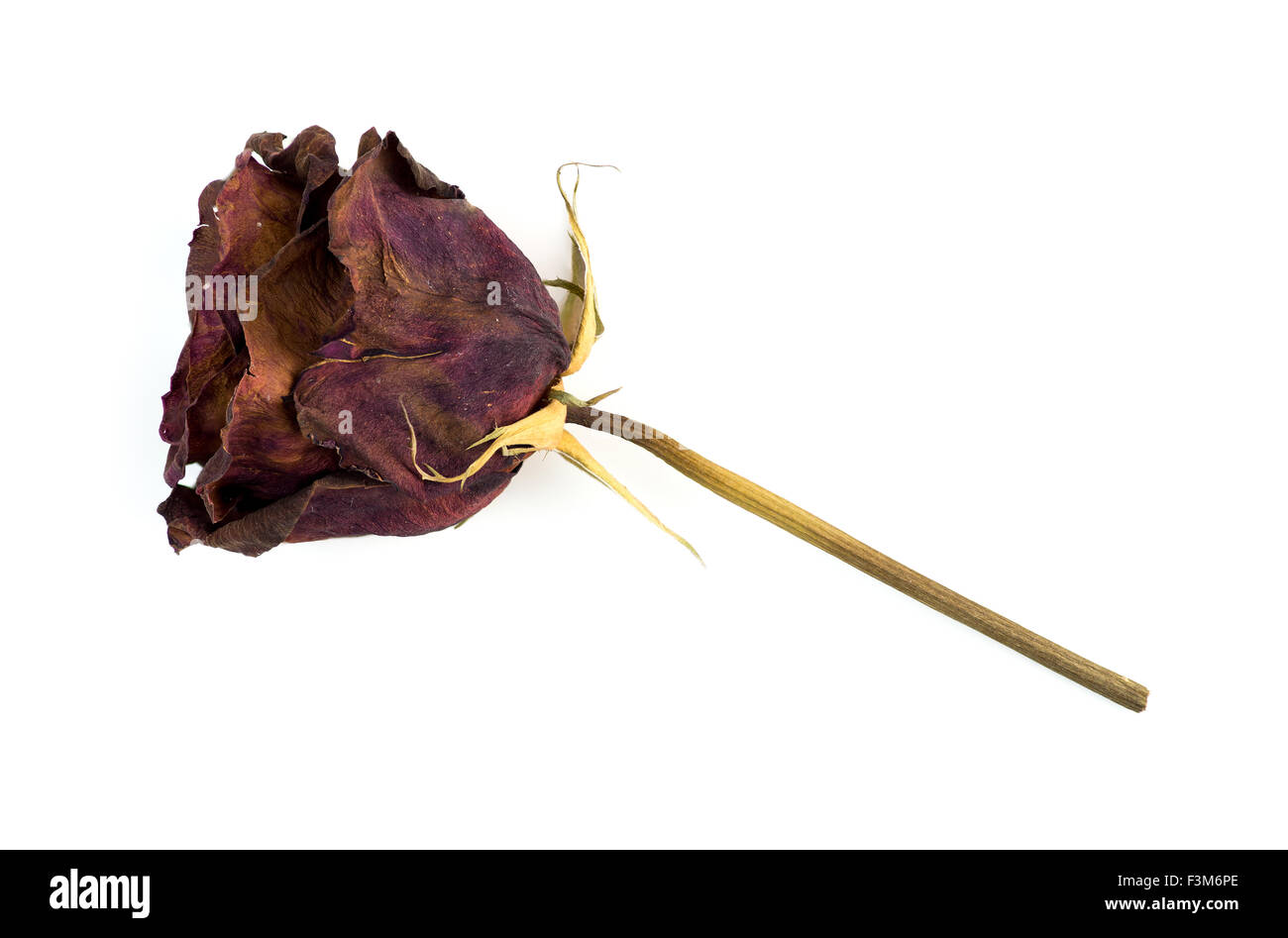 Broken rose stem Fotos und Bildmaterial in hoher Auflösung Alamy