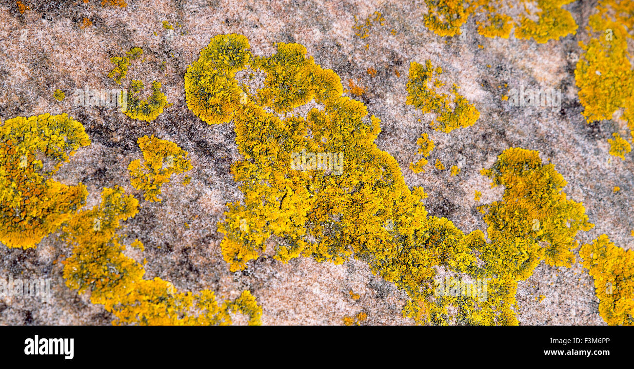 Textur der gelben und grünen Flechten wachsen auf Meer Steinen Stockfoto