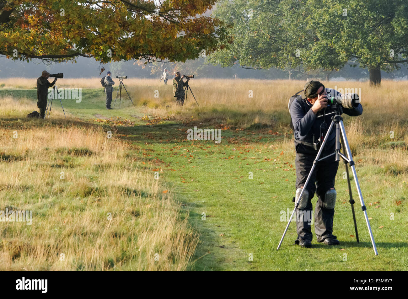 Fotografen im Richmond Park, London England Vereinigtes Königreich UK Stockfoto