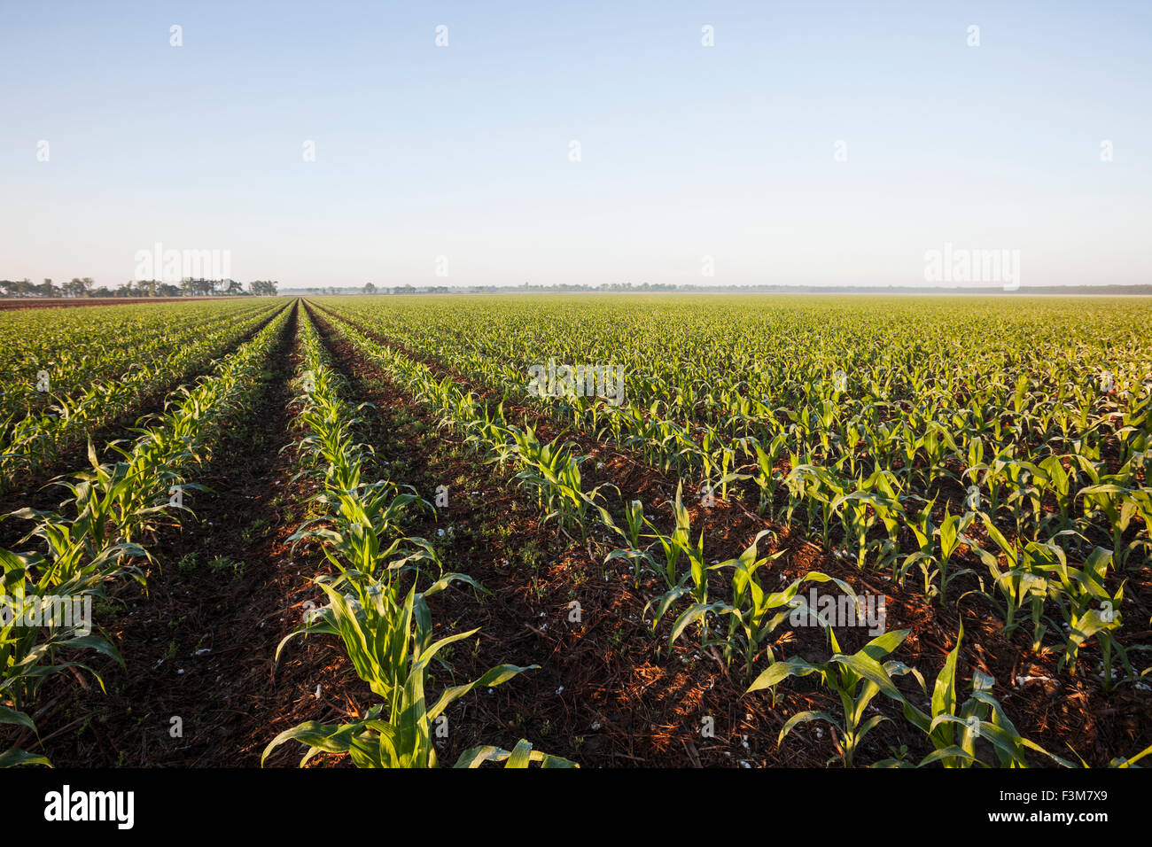 Feld, Mais, Bauernhof, Arkansas Stockfoto