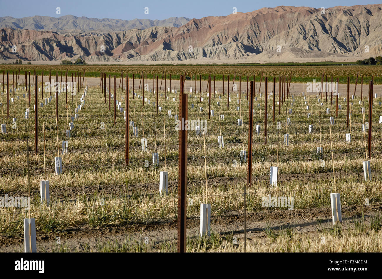 Weinrebe, Berg, Coachella Valley Stockfoto