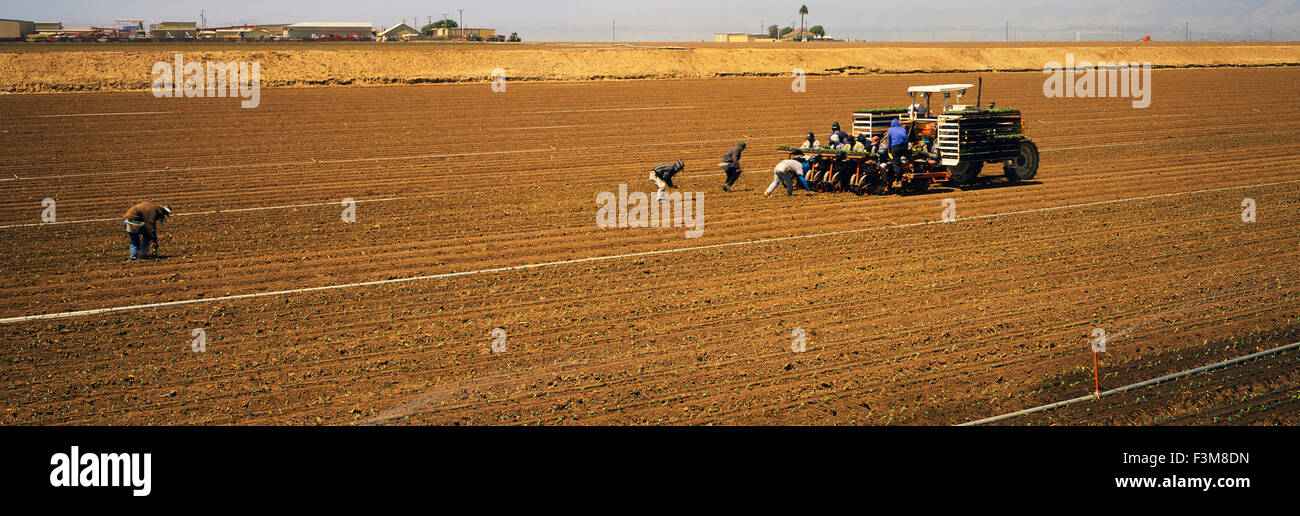 Feld, Ernte, Arbeiter, Pflanzung, Brokkoli, Salinas Stockfoto