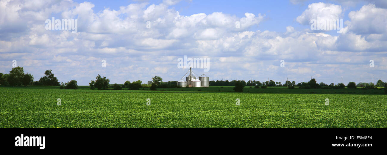 Feld, Silo, Ohio, Soja Stockfoto