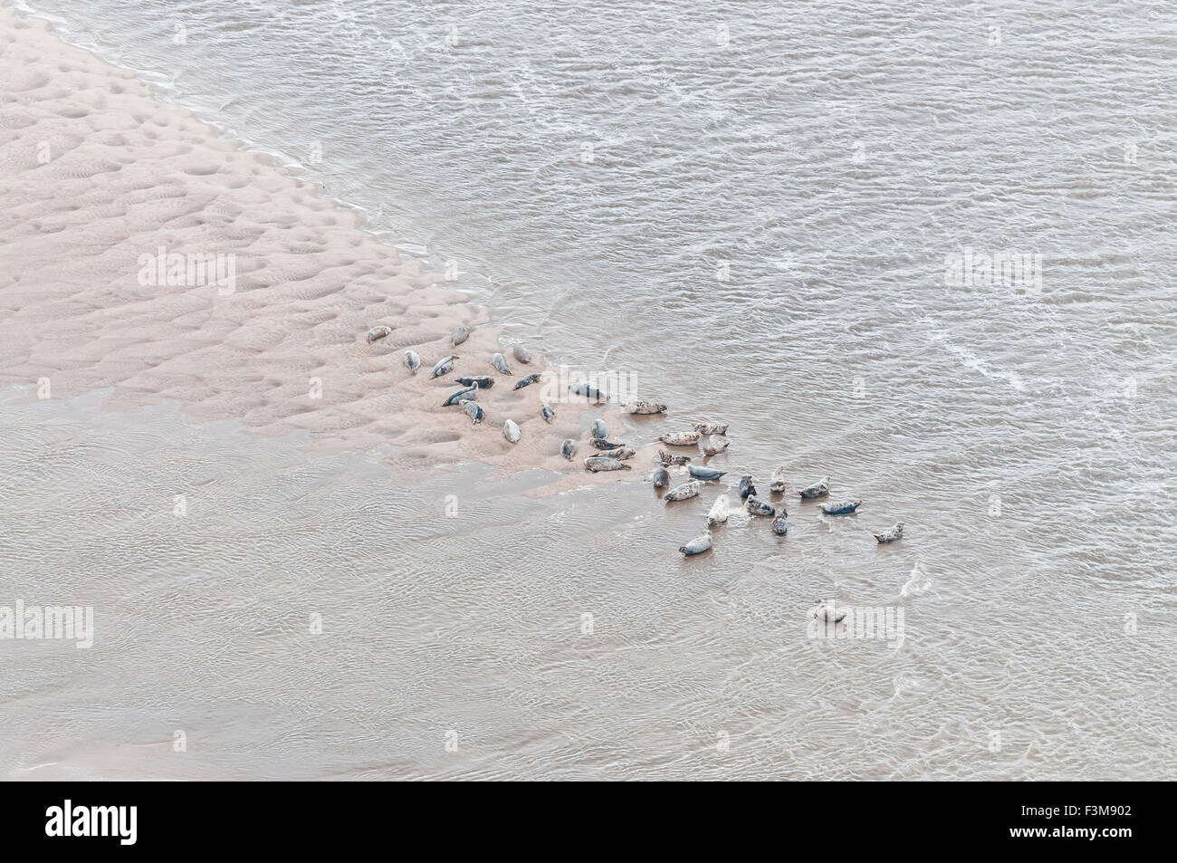 Luftaufnahmen der Seehunde auf einer Sandbank im Fluss Tay Stockfoto