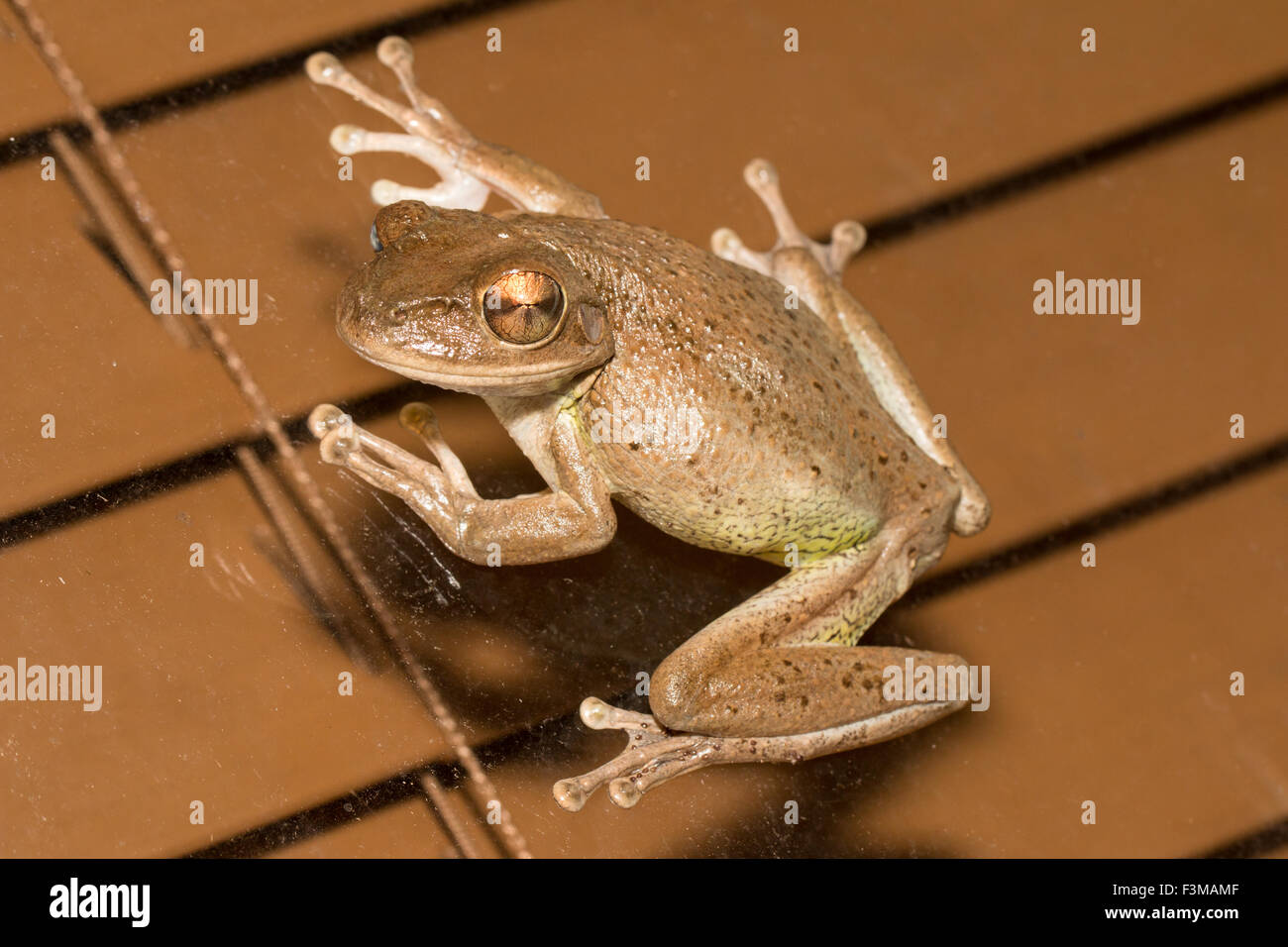 Kubanische Treefrog auf einem Fenster - Osteopilus septentrionalis Stockfoto