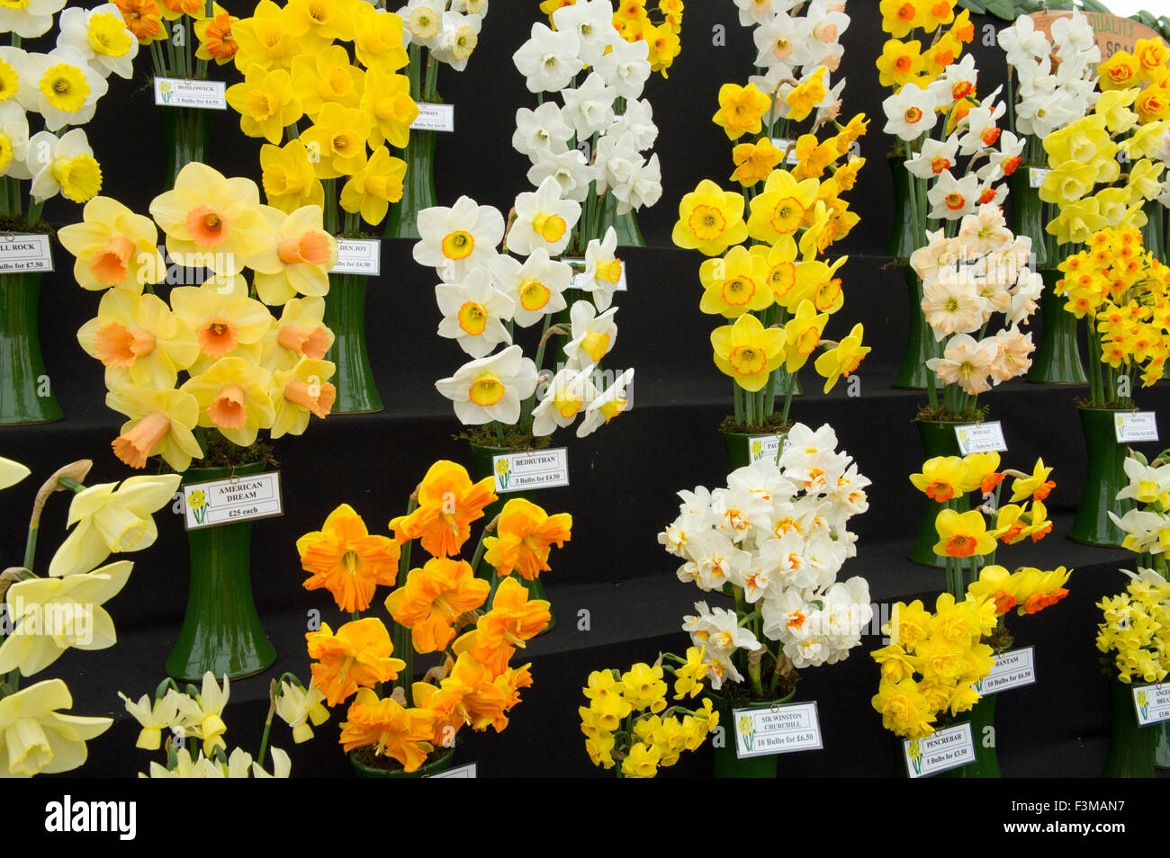 Cornwall Gesellschaft Frühling Garten Gartenschau am Boconnoc, Kamelien, Rhododendren, Narzissen, Tulpen usw.a UK Blumen Pflanzen zeigen Stockfoto